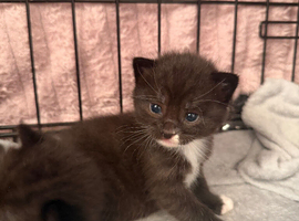 4 kittens