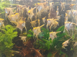 angelfish for sale