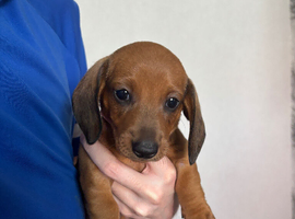 Miniature dachshund puppies for sale