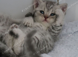 ️ Kittens Arriving Soon ️