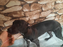 Lurcher x greyhound female