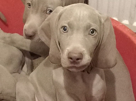 K c reg Weimaraner puppy