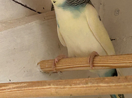 young budgies for sale