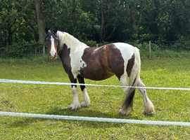 14.1hh 11 year old skewbald cob mare.