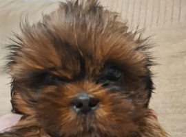 Shih-tzu female
