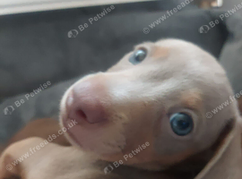 Boy looking for his forever home