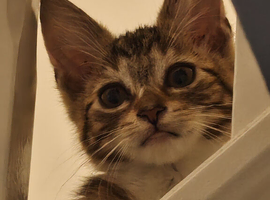 Beautiful baby boy, 8 Weeks old