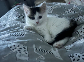 Female kitten 12 weeks old yesterday