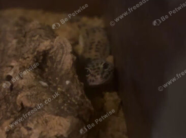 lepoard gecko-fast sale