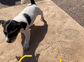 Jack Russell puppies