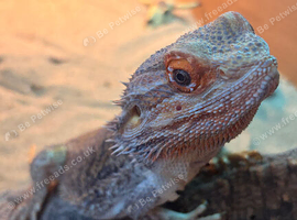 6-Year-Old Male Bearded Dragon &ndash; Complete Setup