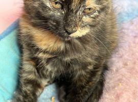 Stunning kitten x bsh &pound;45EACH 1 GIRL LEFT