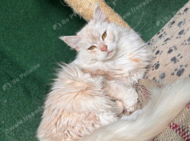 3-Year-Old White Maine Coon