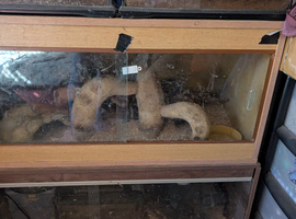 Wooden Viv's