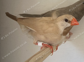 Fawn Hex Hen For Sale Melton Mowbray