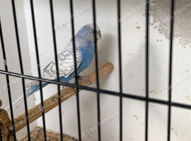 Budgies