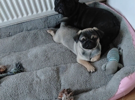Female pug