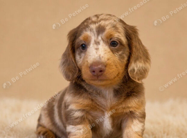 Stunning miniature dachshund puppies