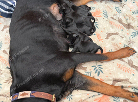 Rottie x cocker