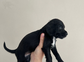 Two beautiful puppys looking for there forever home