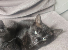 Last black female kitten