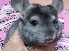 Baby Boy Chinchilla. for sale now in Feltham TW13.