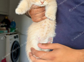 Full Pedigree TICA Kittens