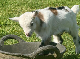 3 pygmy goat wethers