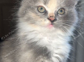 Baby ragdol 10 weeks old