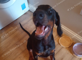 Male euro doberman grand son of colt de perlanera