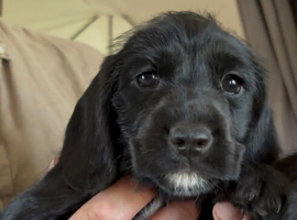 Miniature Wirehaired Dacshund x Working cocker spaniel puppy KC registered parents and DNA Health tested