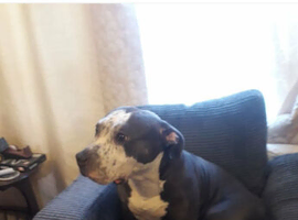 Taken from Forest View, Crabbs Cross, Redditch, Skye 3 year old female dog