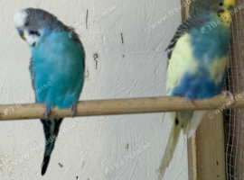 Adult budgies