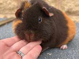 Teddy guinea pigs