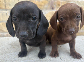 2 boy miniature dachshund