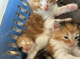 5 Long Hair Turkish Van Kittens