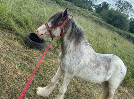 Blagdon cob colt