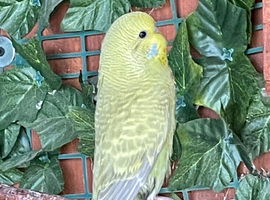 Baby budgies