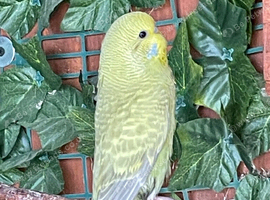 Baby budgies
