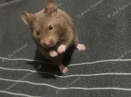 Male Syrian hamster