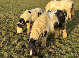 Princes beautiful 3 yr old mare