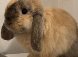 Baby mini lop bunny rabbit