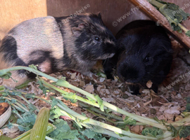 2 guinea pig boys