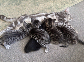Kittens