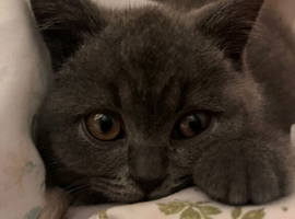 British shorthair kitten
