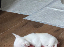 Malchi pups