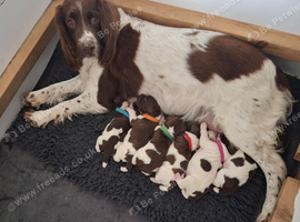 1 male kc puppy age 5 weeks