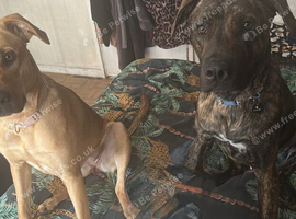 2 mix breed puppies for sale