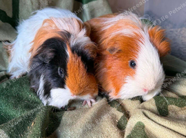 3 female sheltie guinea pigs
