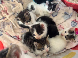 Beautiful kittens